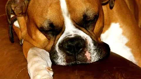 Losing a best friend EDN 348