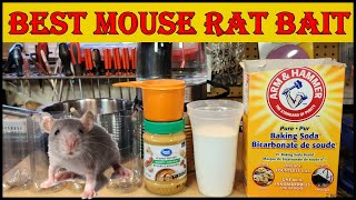 Mice & Rats - Best Diy Bait