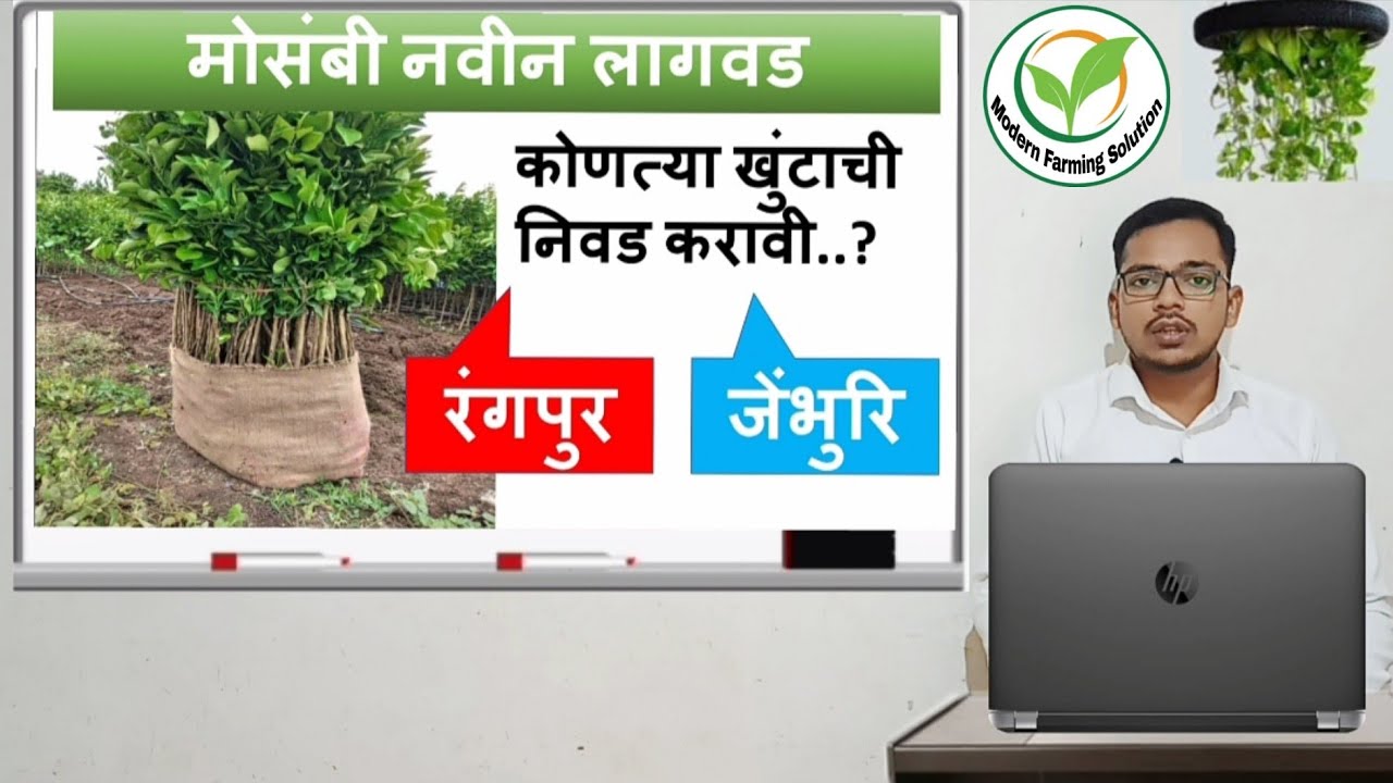मोसंबी नवीन लागवड - खुंटाची निवड mosambi navin lagwad