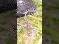 Cultivar MUDA de UVA ENXERTADA é sempre melhor #cultivandovariedades #dicas #shortvideo #uva