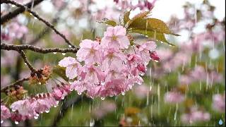 Gentle Rain Falling on Flower Leaves | Peaceful Garden Ambience for Sleep
