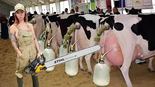 Unbelievable Cow Transportation Giant Tractors & Dairy Girls!