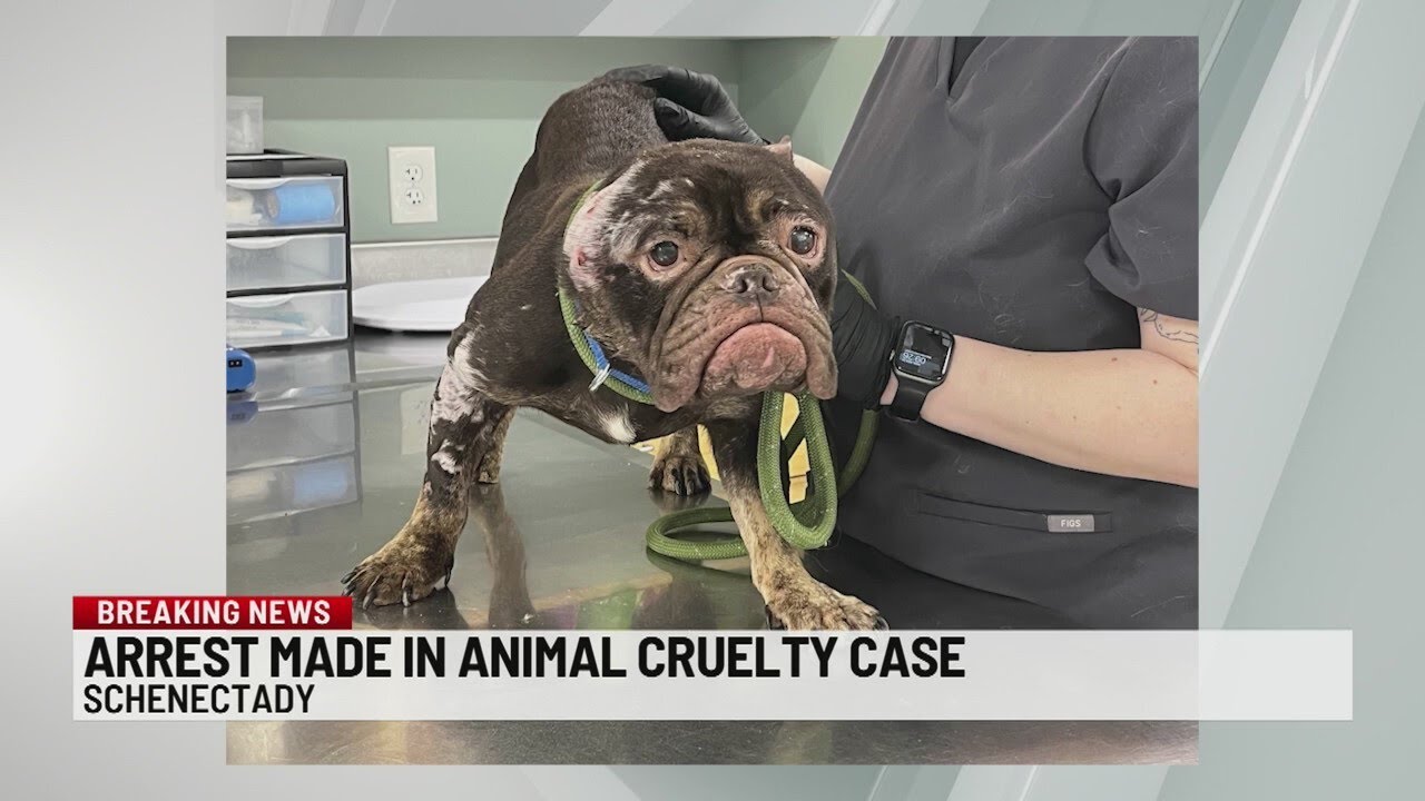 Arrest made in Schenectady animal cruelty case YouTube