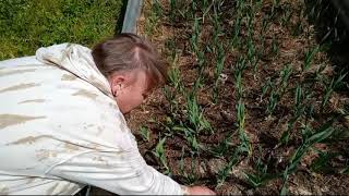 Feeding The Garlic Bed by Old Ways Gardening and Prepping 377 views 1 month ago 14 minutes, 25 seconds