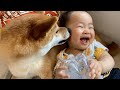 これまでもこれからもずっと娘を見守ってくれる柴犬おねーちゃん【2人の5年間】