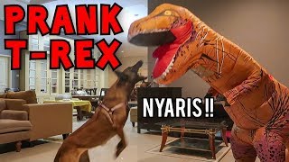 T-REX MEETS ANUBIS PRANK! HIS REACTION WILL TELL YOU | DOG MEETS T-REX
