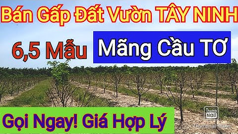 Bán Đất #6,5Mẫu Vườn Mãng Cầu Tây Ninh - Giá Hợp Lý Ra Gấp| Điền Thổ Tây Ninh
