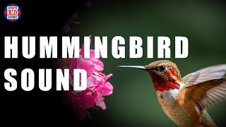 HUMMINGBIRD SOUND - ANIMAL SOUNDS - Sound Effects screenshot 4