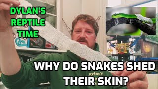 Why do snakes shed their skin? - Dylan's Reptile "Question" Time