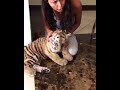 comforts an upset tiger cub after vicious attack