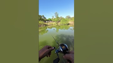 #shorts trình tày vlog câu lure cá lóc câu cá giải trí #61 #fishing #cauca #vlog