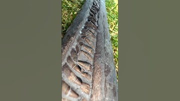 Here’s an outstanding example of an Ichthyosaur Jaw fossil specimen