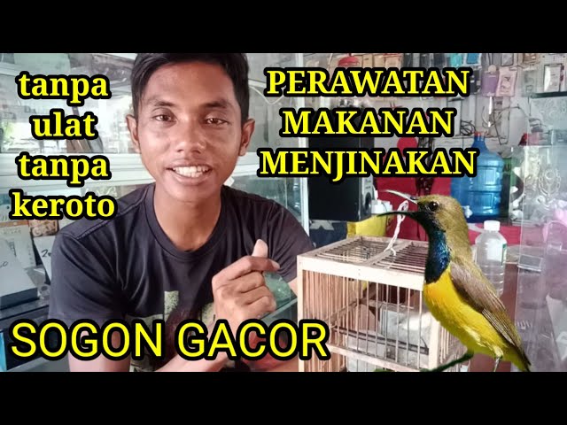 Tips perawatan agar burung sogok ontong jadi gacor @ARIFCHANNEL1 class=