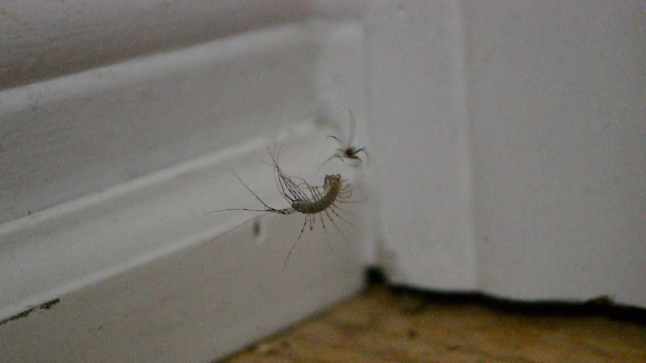 Spider vs House Centipede - YouTube