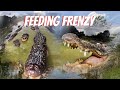 ALLIGATOR FEEDING FRENZY | OVER 100 GATORS