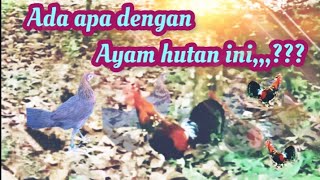 Pikat ayam hutan betina ketemu ori yang sedang patroli 🤭