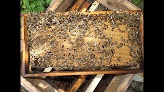 почему пчелы плохо работают на мед - часть 3  - работаю на опережение