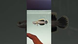 Limbata HF Bos Bos Qu gondrong bos bos qu #channalimbata