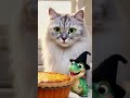 【My pumpkin pie...】#halloween