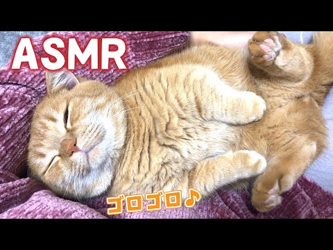 【ASMR】爆音でゴロゴロエンジンふかす短足ねこが可愛い！