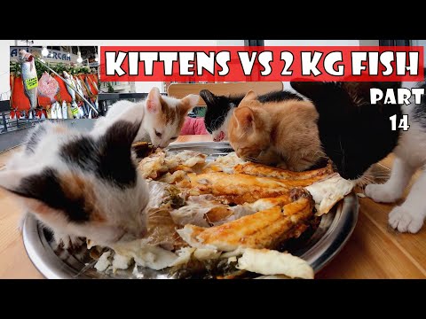 Video: Cjelovit Vodič Za Hranjenje Mačića