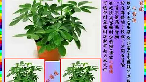 十二生肖种植花生财 - 天天要闻