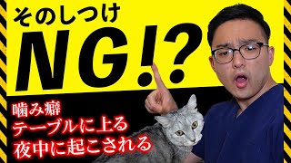 【ネコの困った行動】獣医さんが解決！！間違ったしつけ、正しいしつけを紹介