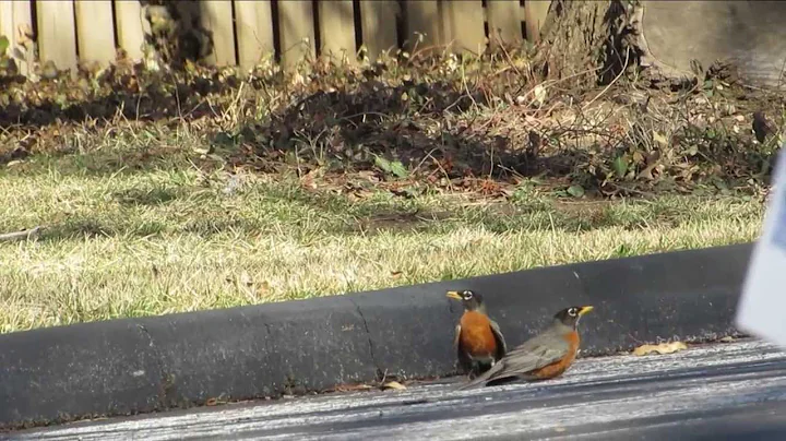 Robins Sparring in Spring: NARRATED