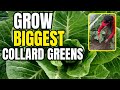 How We Grow The Biggest Collard Greens With No Chemicals