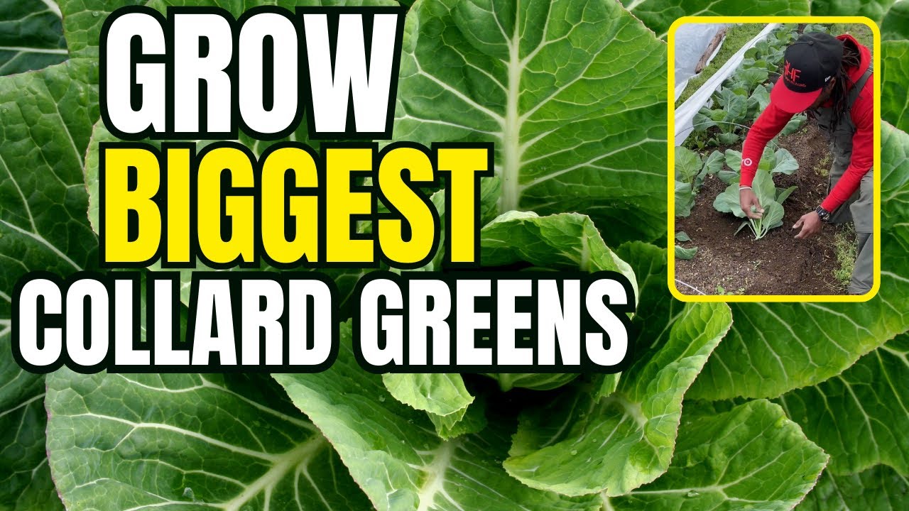How We Grow The Biggest Collard Greens With No Chemicals - YouTube