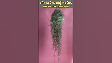 Cây Không Khí – Sống Mà Không Cần Đất