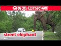 தெரு யானை | street elephant