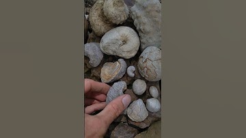 Texas Fossil hunting for ammonites and Nautilus
