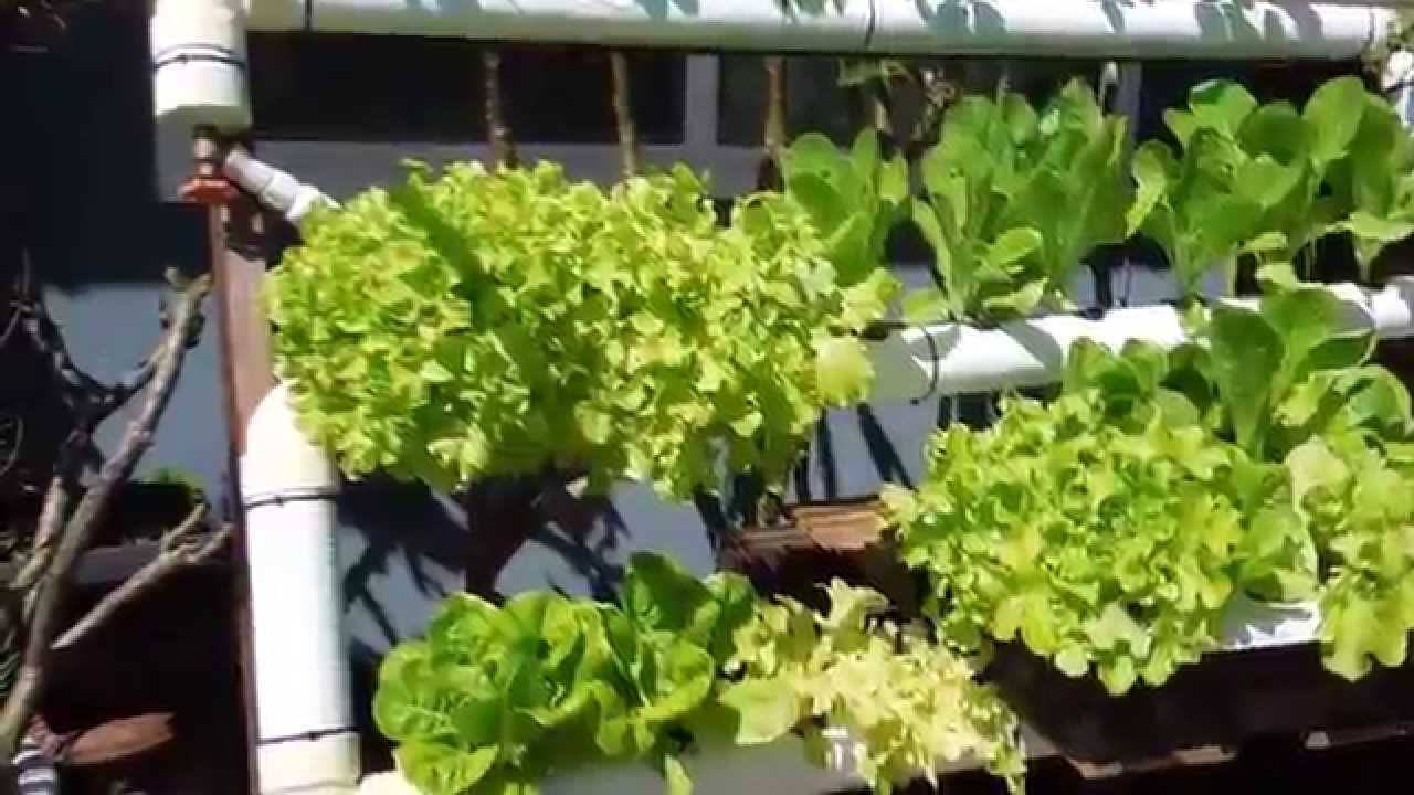 Diy Backyard Hydroponic Garden Update Youtube