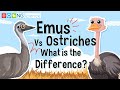 Ostriches and Emus: Key Concepts