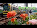 Rose Garden and Tokyo Sakura Tram.   #4K #都電荒川線 #東京さくらトラム