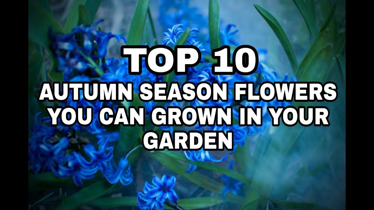 TOP 10 AUTUMN SEASON FLOWERS YOU CAN GROWN IN YOUR GARDEN TNC YouTube
