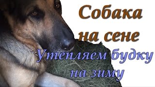 Собака на сене /Как утепляем будку на зиму