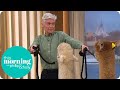 Hilarious Moment Phillip Schofield Gets Spat in the Face by Alpacas | This Morning