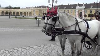 Horses in Vienna Austria