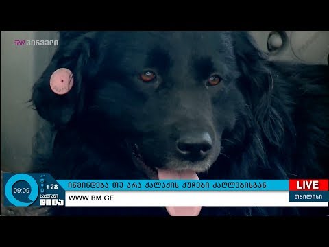 იწმინდება თუ არა ქალაქების ქუჩები ძაღლებისგან