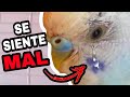 PROBLEMAS GASTROINTESTINALES EN PERIQUITOS