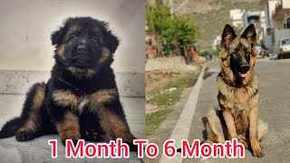 German Shepherd Puppy Growing up from Birth - 7 Months | Long Coat Gsd Puppy Transformation