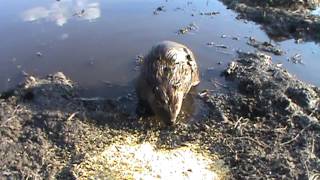 Beavers eating corn