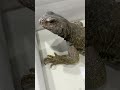 このデカさ…アンドレ・ザ・ジャイアント！