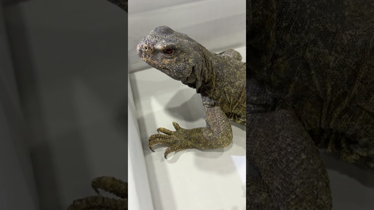 このデカさ…アンドレ・ザ・ジャイアント！