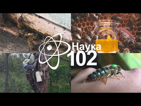 НАУКА -102 Жизнь и смерть в мире пчел