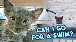 3 Kittens Rescued from Swimming Pool by Cat Man Chris 52,293 views 2 years ago 3 minutes, 27 seconds