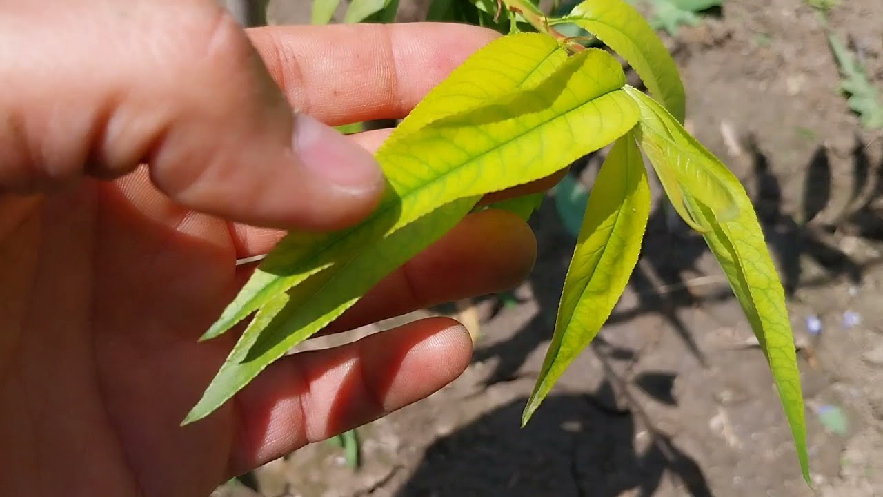 Хлороза по овошките
