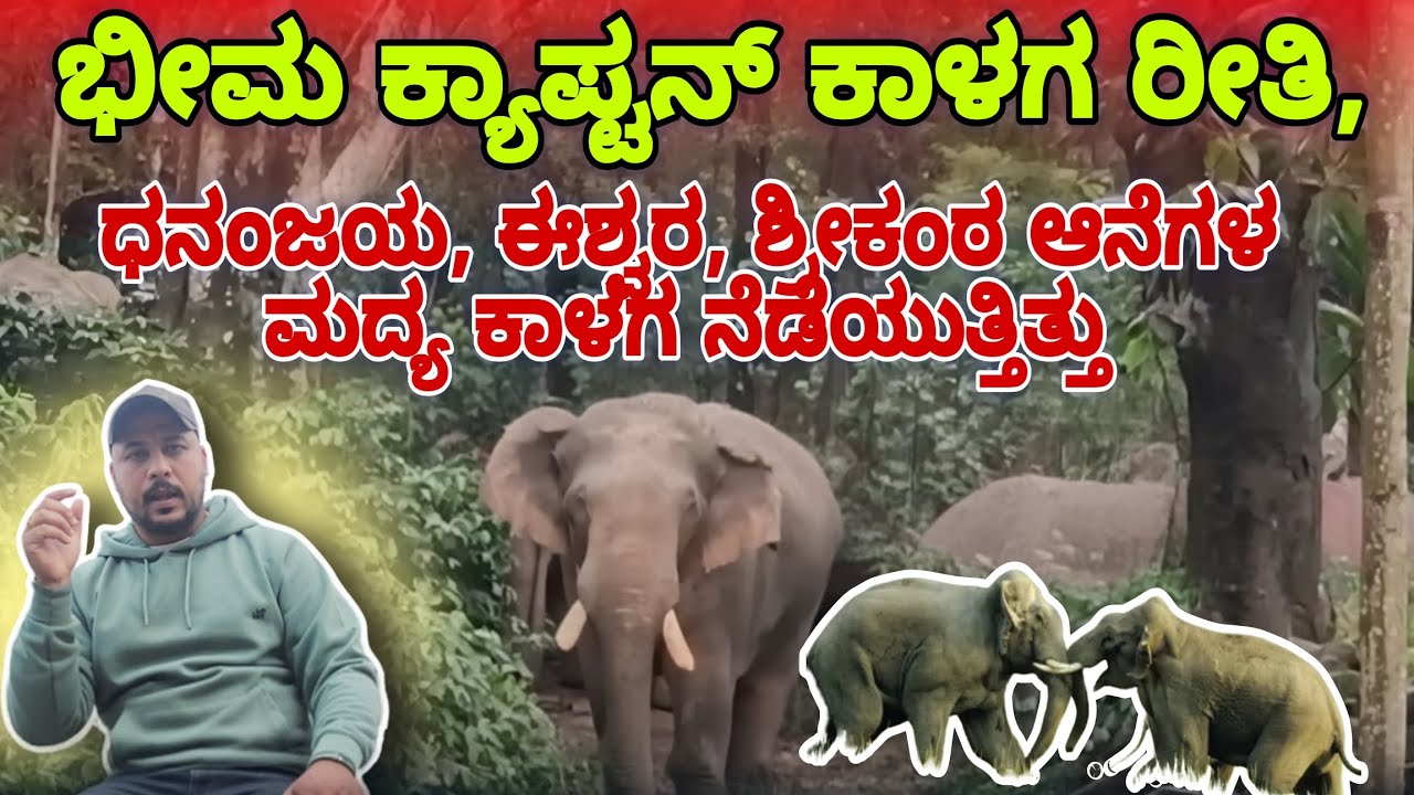 ಭೀಮ ಕ್ಯಾಪ್ಟನ್ ಕಾಳಗ ರೀತಿ, ಧನಂಜಯ, ಈಶ್ವರ, ಶ್ರೀಕಂಠ ಆನೆಗಳ ಮದ್ಯ ಕಾಳಗ ನೆಡೆಯುತ್ತಿತ್ತು bheema elephant 